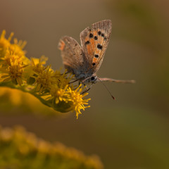 butterfly in sunset