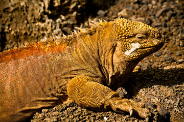 Closeup portrait of a land iguana in the Galapagos Islands
