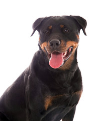 Rottweiler