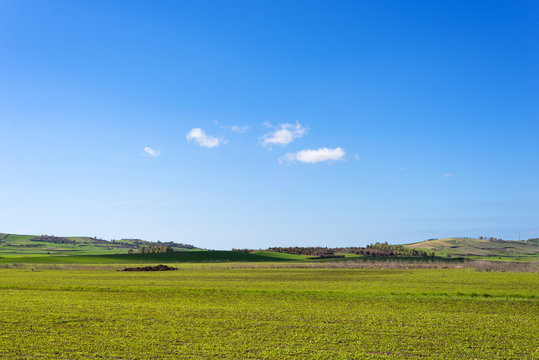 Campo di foraggio