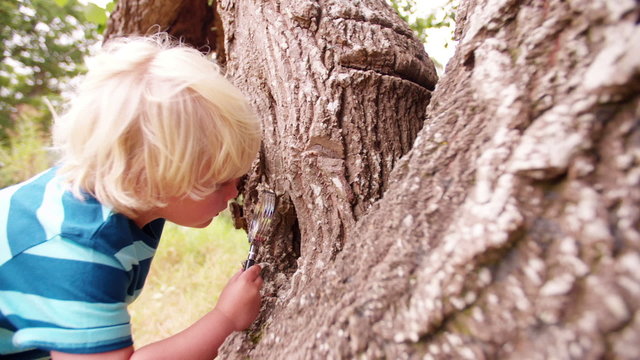 Boy with a magnifying glass studying a tree's trunk