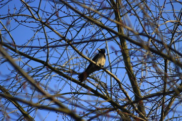 Hooded crow on the branch of the tree