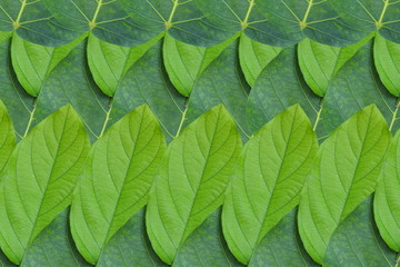Idea form leaf.(Pattern for wallpaper concept)