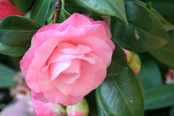Camellia