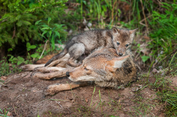 Coyote (Canis latrans) Pup Sits On Top of Adult