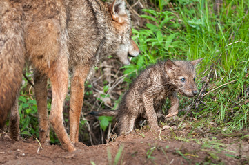 Coyote (Canis latrans) Pup Crawls out of Den - Adult Nearby