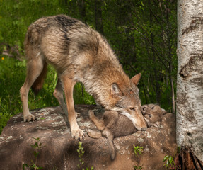 Naklejka na ściany i meble Grey Wolf (Canis lupus) Mother Holds Pup Atop Rock