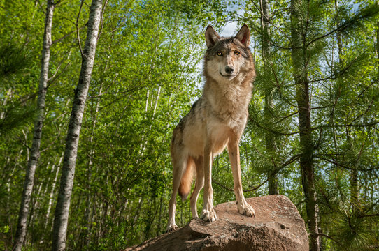 Grey Wolf (Canis lupus) Stands Atop Rock Looking Forward