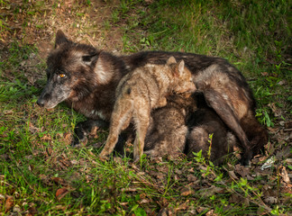 Black Wolf (Canis lupus) Feeds Her Pups