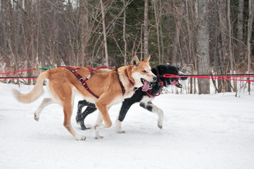 Fototapeta na wymiar Canine Athletes Race By During Dog Sled Race
