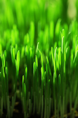Fototapeta na wymiar Wet grass close-up background