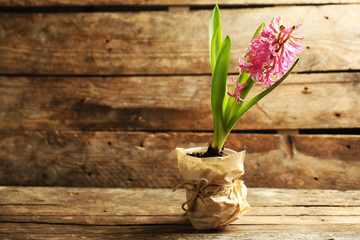 Beautiful hyacinth flower on wooden background