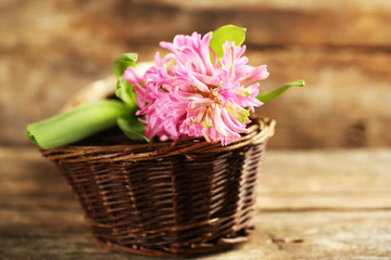 Fototapeta na wymiar Beautiful hyacinth flower on wooden background