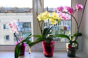 three different blossoming orchids in the flowerpots