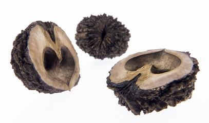 Schwarze Walnuss, Schwarznuss, Frucht, Juglans nigra L.