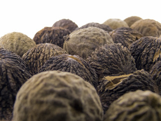 Schwarze Walnuss, Schwarznuss, Frucht, Juglans nigra L.