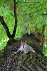 Squirrel in Hidepark, London, England