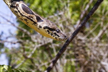 Malagasy or Madagascar Tree Boa (Boa manditra or Sanzinia madaga