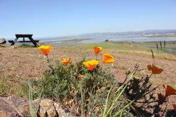California Golden Poppy with picnic table in background