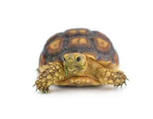 turtle isolated on white background