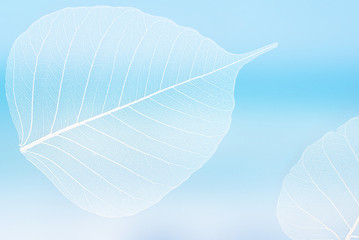 white silhouette of a leaf