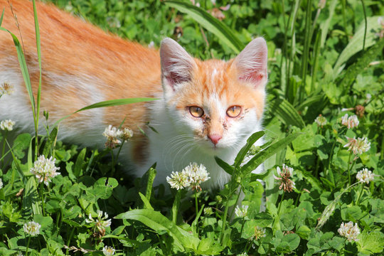 Katzenschnupfen