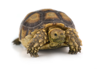turtle isolated on white background