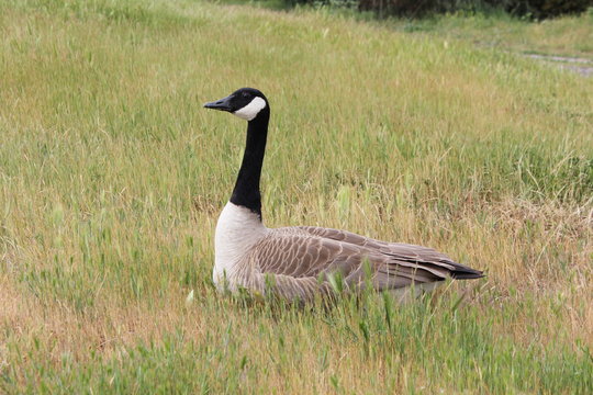 Canadian goose sitting in grass