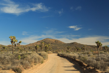 Joshua Tree National Park Roadway