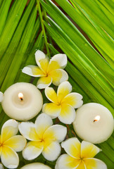 frangipani on wet palm leaf 