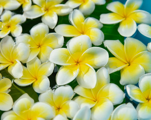 many white and yellow with white frangipani in water

