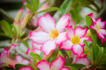 Pink Desert Rose or Impala Lily or Mock Azalea flower