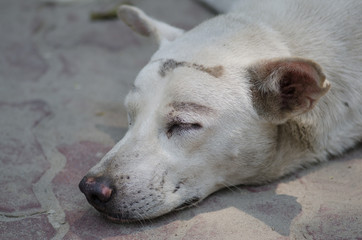 Closeup a head sleeping dog