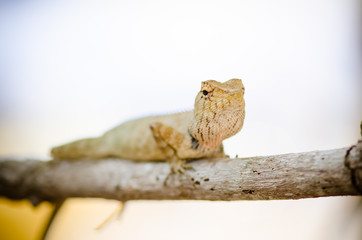 close-up of Wild lizard