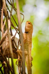 close-up of Wild lizard