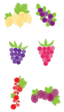 Fruit berries illustration