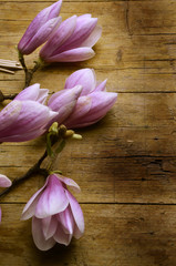 Magnolia liliiflora Magnolien Magnolie モクレン属 Магнолия