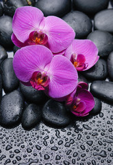 Fototapeta na wymiar Set of red orchid on zen stones
