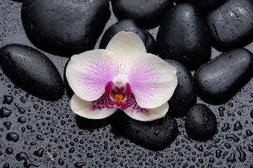 Fototapeta na wymiar Single beautiful orchid on black pebbles
