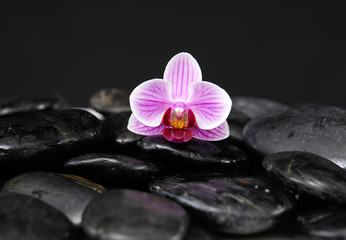 Fototapeta na wymiar orchid and black stones background