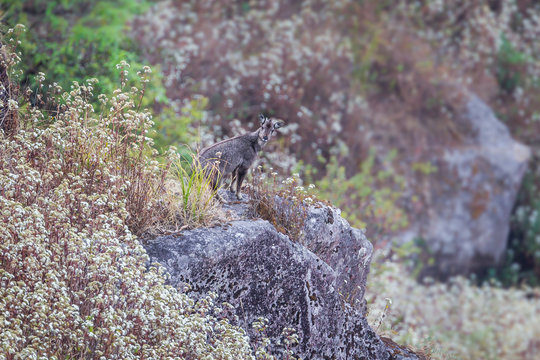 Goral (Naemorhedus caudatus) standing on the rock