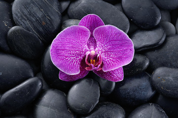 Fototapeta na wymiar orchid on stacked zen stones 