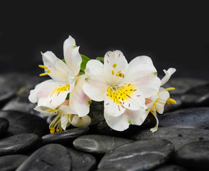 Naklejka na ściany i meble beautiful gorgeous white orchid on back stones background