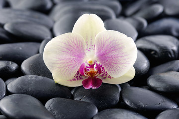 Naklejka na ściany i meble Single beautiful orchid on black pebbles