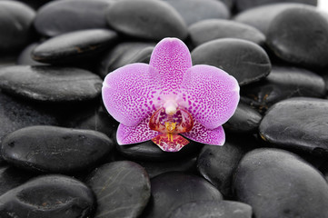 Obraz na płótnie Canvas Single beautiful orchid on black pebbles