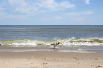 Dog on the beach