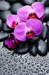 Naklejka na ściany i meble orchid on back stones background