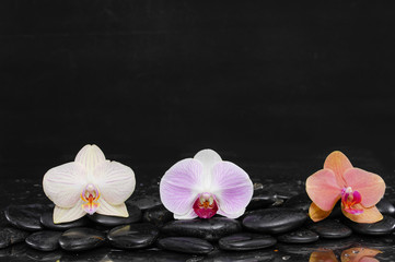 Fototapeta na wymiar Three gorgeous orchid on zen pebbles