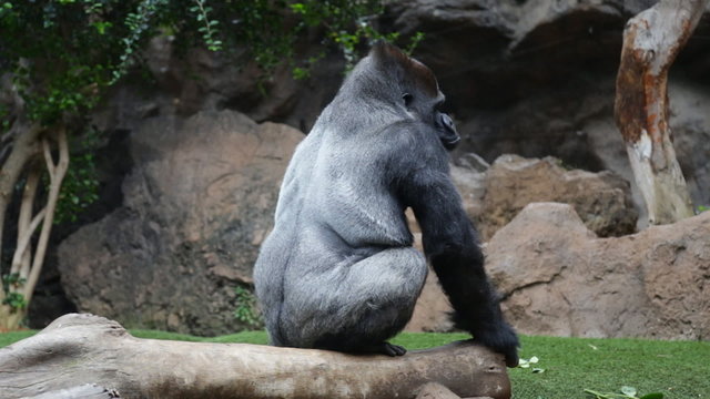 Isolated Gorilla