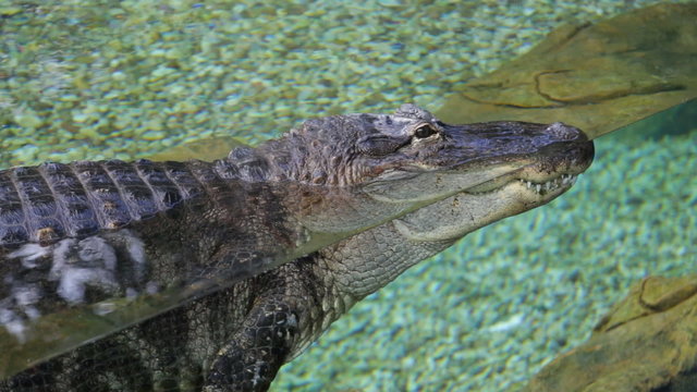 Alligator in park crocodile aquarium